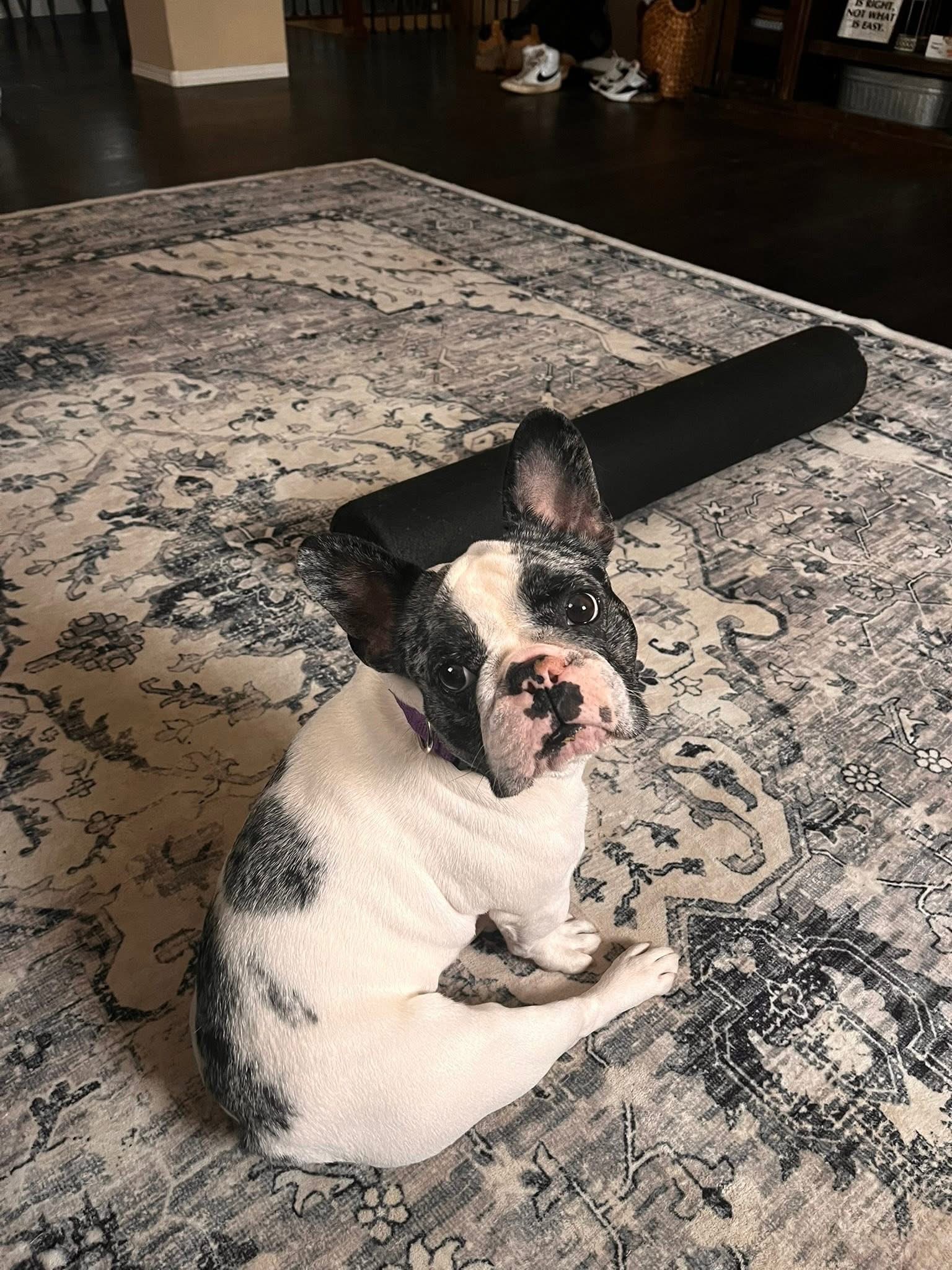 lost dog named Mazi